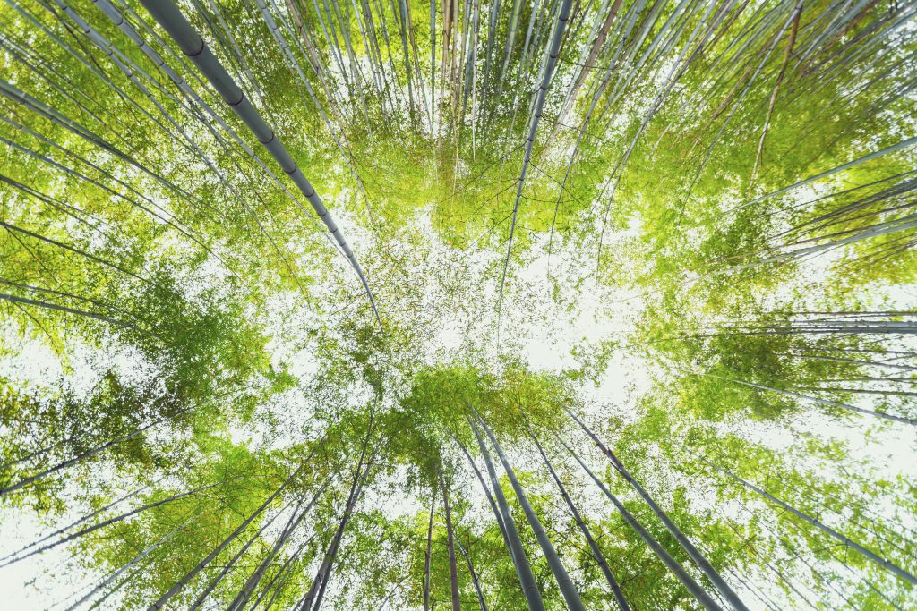 graphicstock looking up at the bright green bamboo forest SZMglbVhgd