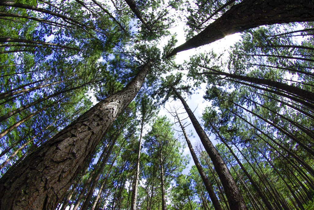 in summer forest with pines view from below SP9xucyu3Gx