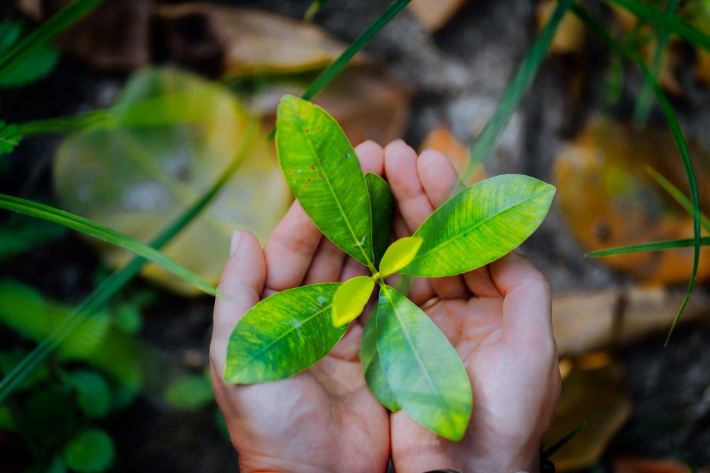 storyblocks female hands holding spring sprout seed tree on blurred background environment concept rot85l4kS