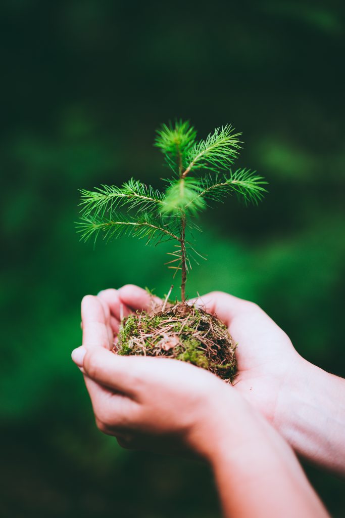 storyblocks female hand holding sprout wilde pine tree in nature green forest earth day save environment concept growing seedling forester planting Simu7RKUX